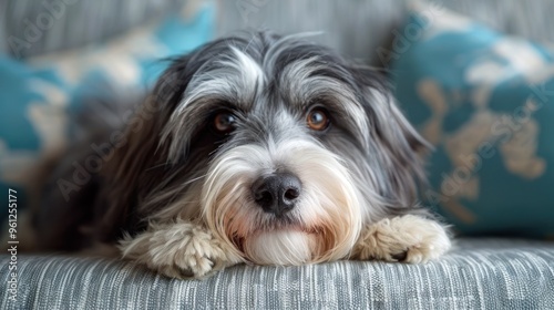 Cute Dog Portrait on Sofa