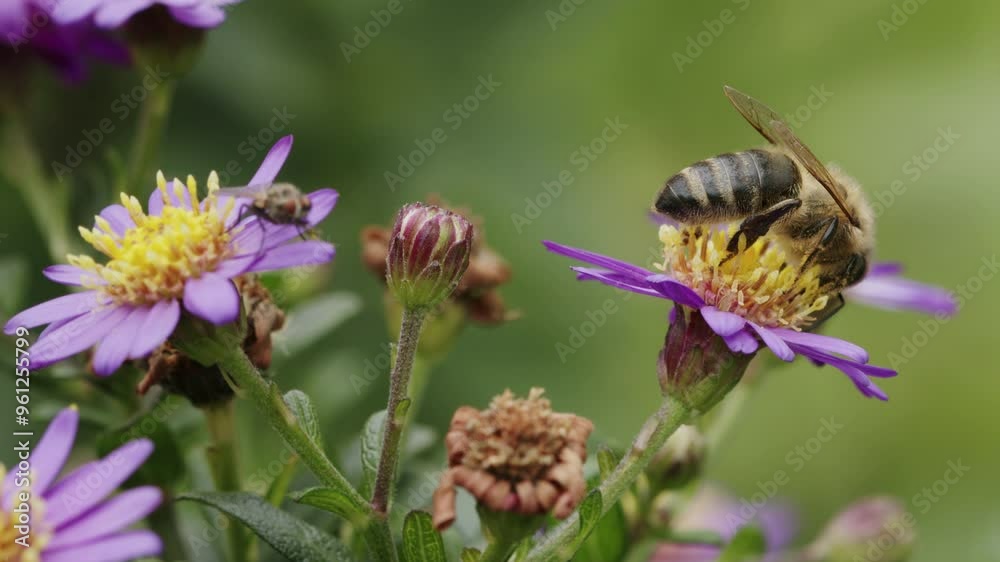 Bee on flower in nature, macro wildlife. Honeybee, Apis, on beautiful purple European Michaelmas daisy, Aster Amellus, flower. Bee on flower in nature, macro wildlife. Honeybee, Apis, on beautiful purple European Michaelmas daisy, Aster Amellus, flower.
