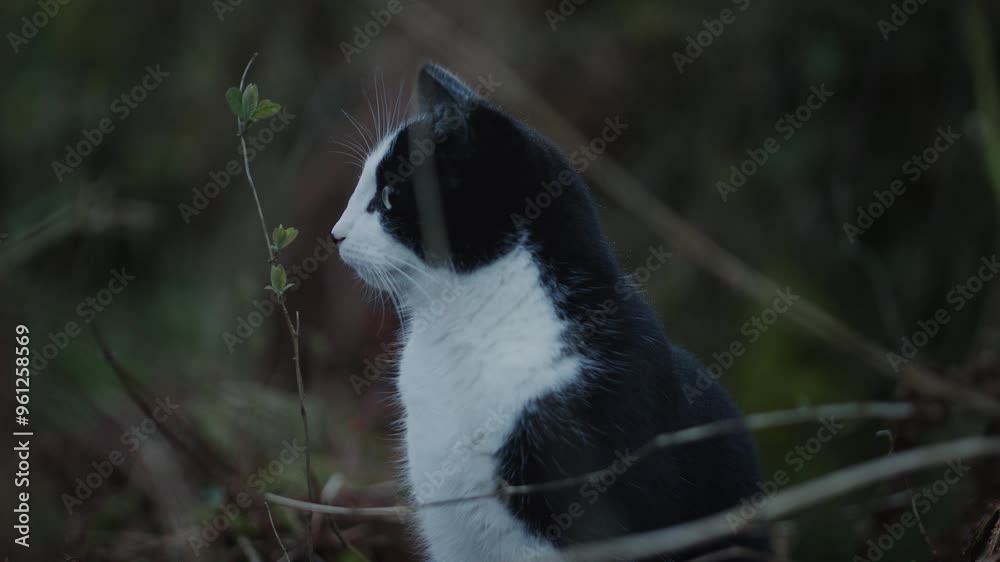 Black and white cat outside exploring in forest in autumn Black and white cat outside exploring in forest in autumn