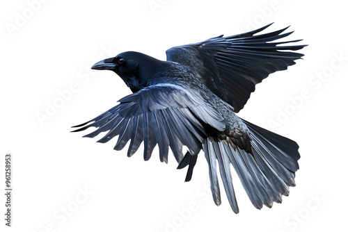 Beautiful black raven, crow in flight isolated on white background