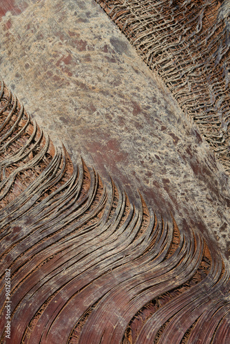 Close-up of a palm  trunk