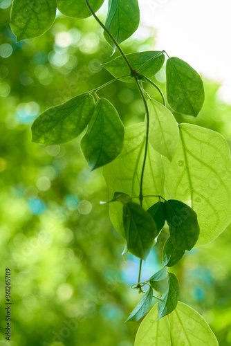 Green leaves in the garden