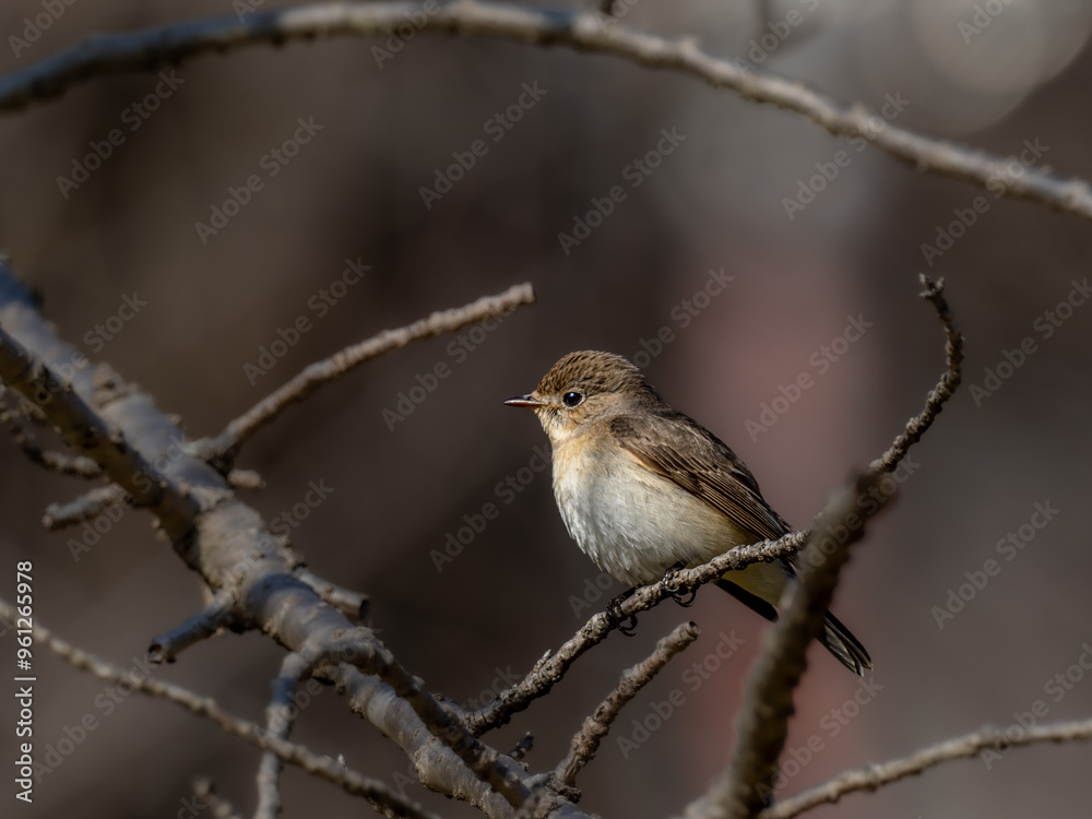 Naklejka premium 森の中で枝に留まって周りを見渡しているニシオジロビタキの雌