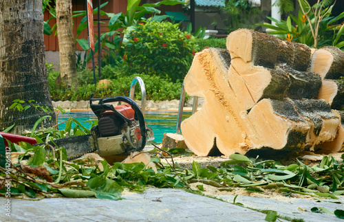 sawed tree trunk