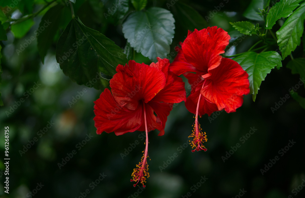 Two vibrant red Hibiscus rosa-sinensis flowers bloom against a backdrop of lush green foliage. Two vibrant red Hibiscus rosa-sinensis flowers bloom against a backdrop of lush green foliage.