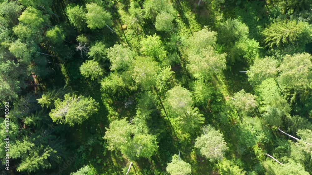Green forest in Sweden. Overhead flying over spruce fir mixed conifer tree tops nature in warm summer sun light Green forest in Sweden. Overhead flying over spruce fir mixed conifer tree tops nature in warm summer sun light