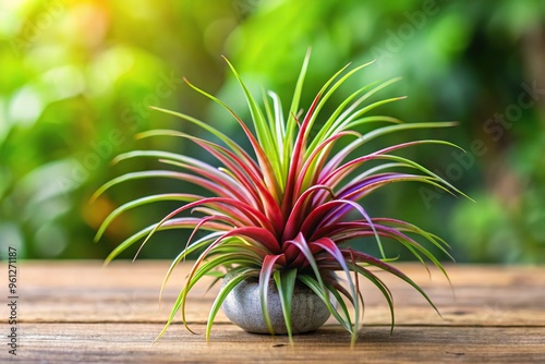 Air plant Tillandsia Ionantha species long shot photo