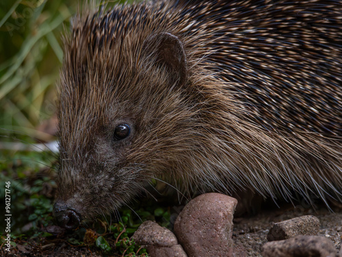 European Hedgehog (Erinaceus europaeus)