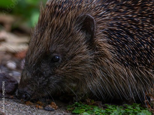 European Hedgehog (Erinaceus europaeus)