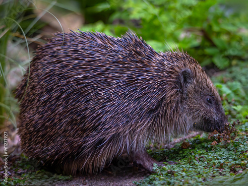 European Hedgehog (Erinaceus europaeus)