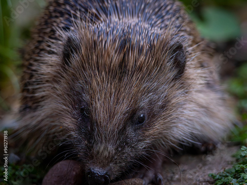 European Hedgehog (Erinaceus europaeus)