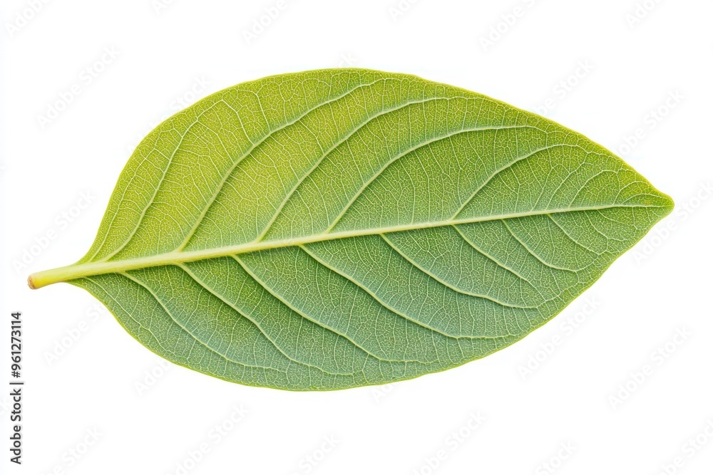 Obraz premium Single Green Leaf Isolated On White Background