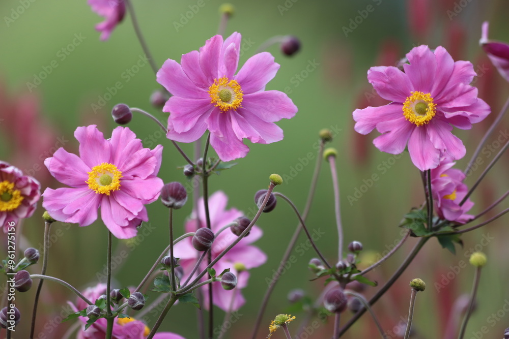 Anemone hupehensis. Closeup of japanese anemone, windflower. Anemone hupehensis. Closeup of japanese anemone, windflower.