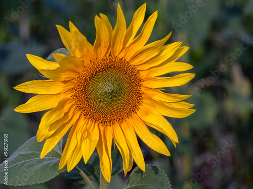 Common Sunflower (Helianthus annuus)