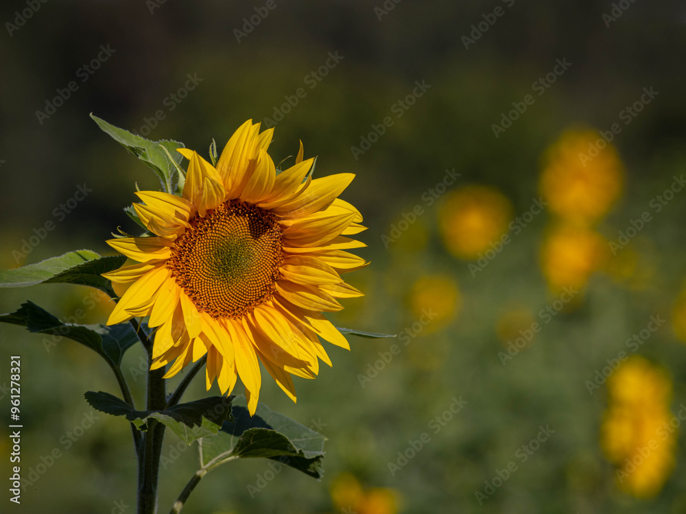 Fototapeta premium Common Sunflower (Helianthus annuus)