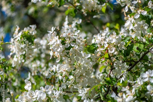 blossoming apple tree, natural floral, floral background