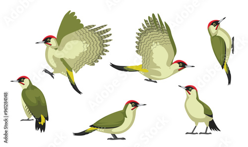 Woodpecker Green European Bird Flying Various Poses Cartoon Vector Character