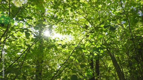 Swedish forest green trees sun fading through leaves. Warm bright sunbeam star illuminating branches dosh of lovely plants. Beautiful clean fresh environment nature in summer time in Sweden