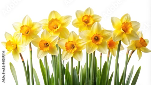 Asymmetrical bright daffodils on white background photo