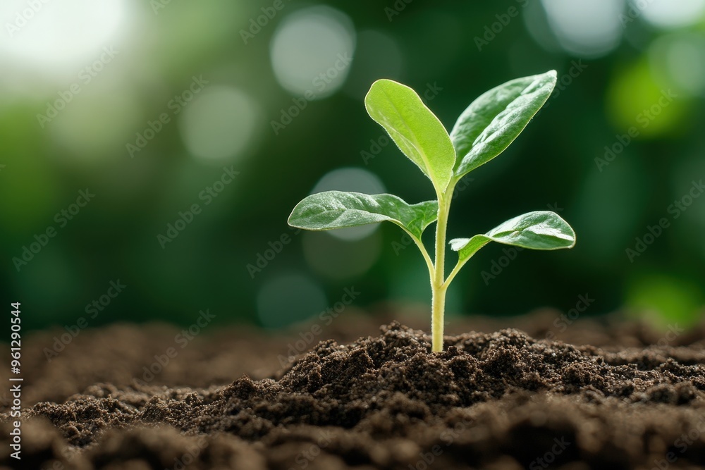A Young Plant Emerges from Soil, Symbolizing Growth and Renewal in Nature's Abundant Beauty A Young Plant Emerges from Soil, Symbolizing Growth and Renewal in Nature's Abundant Beauty
