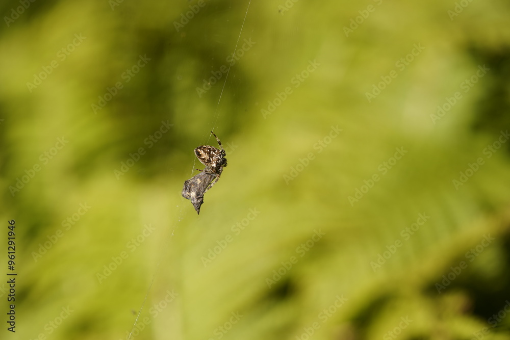 Garden spider, female (Araneus diadematus) is the most common representative of the genus of garden spiders in Central Europe. Berggarten Hannover, Germany. Garden spider, female (Araneus diadematus) is the most common representative of the genus of garden spiders in Central Europe. Berggarten Hannover, Germany.