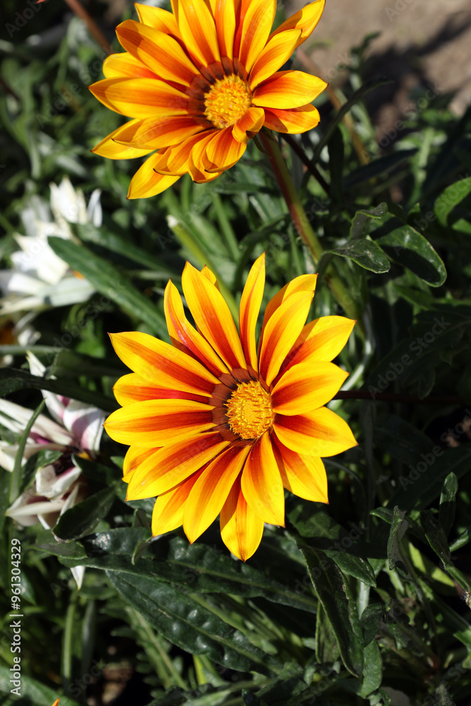 bright gazania flowers - an original solution for decorating a garden or park bright gazania flowers - an original solution for decorating a garden or park