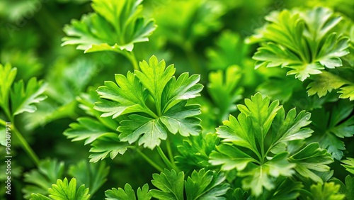 background of green parsley leaves