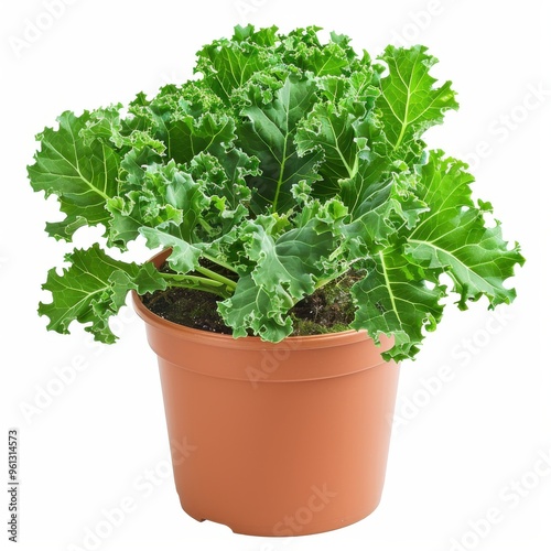 A kale plant in a pot isolated on a white background