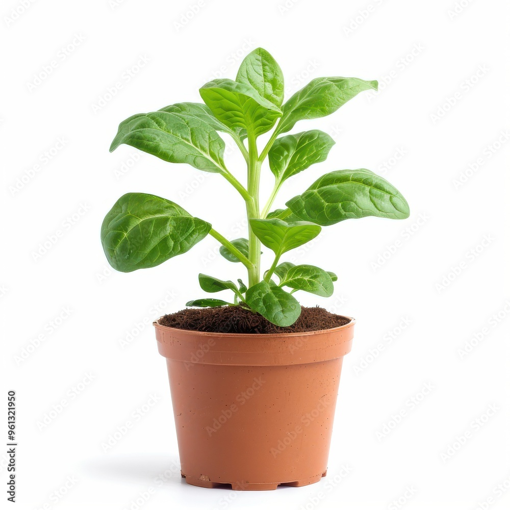 A spinach planting in a pot isolated on white background
