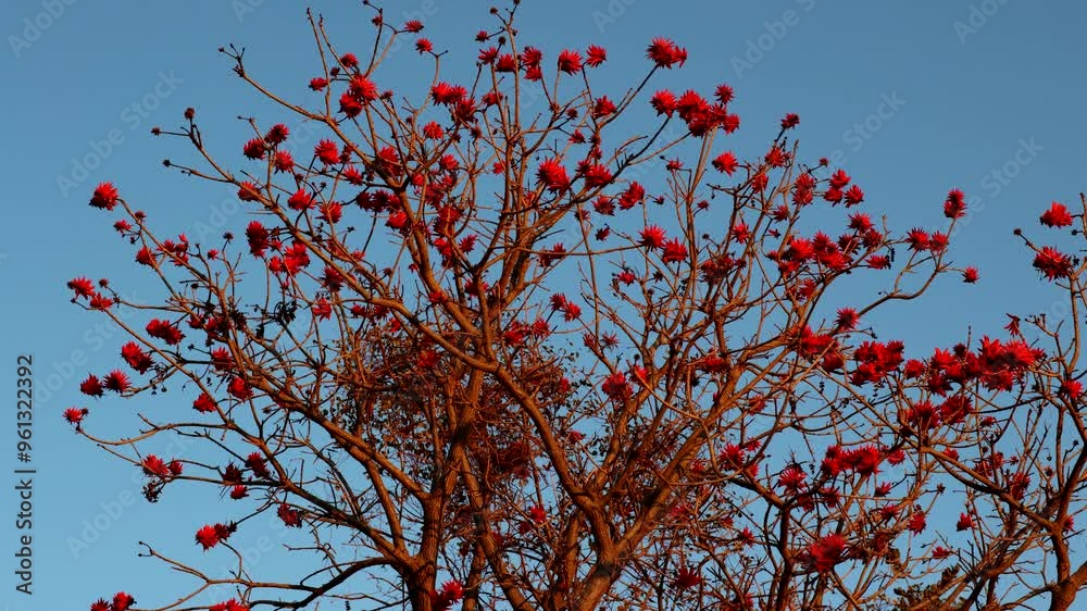 Timelapse of Coral Tree (Erythrina) at Sunset with Vibrant Colors, day to night lapse Timelapse of Coral Tree (Erythrina) at Sunset with Vibrant Colors, day to night lapse
