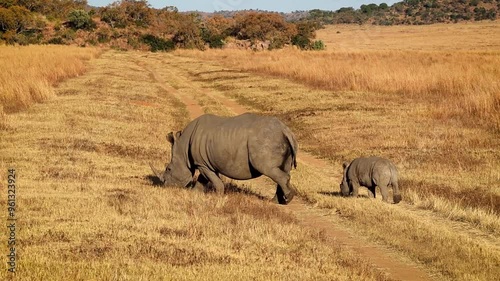 A mother Rhino and Calf Walking Together safely to cross the Road