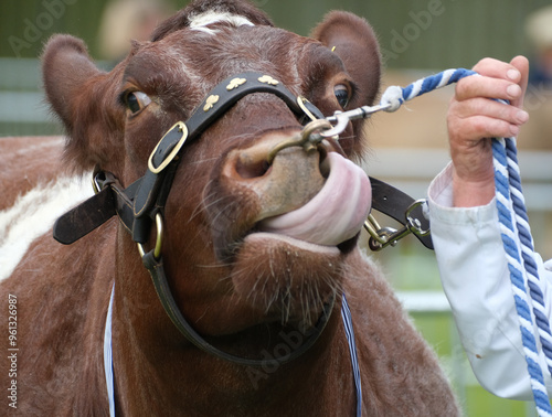 Prize cow breing judged at agricultural show. UK.
