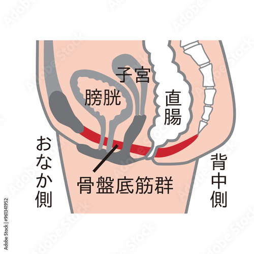 骨盤底筋群の図