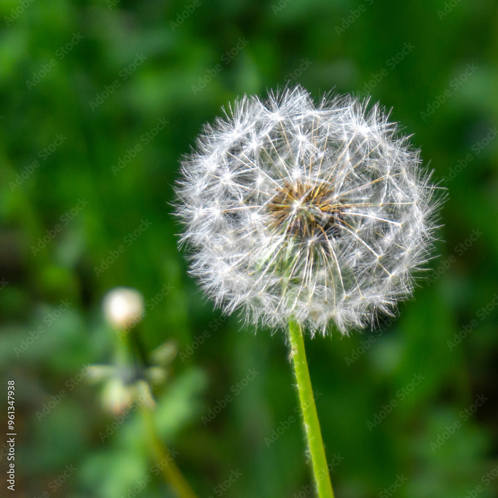 Fototapeta premium A blooming dandelion on a thin stem. Blurred green background
