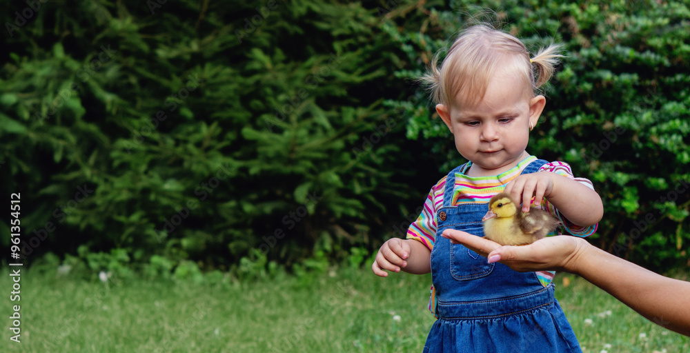 a small child plays with small ducklings. summer time. a small child plays with small ducklings. summer time.