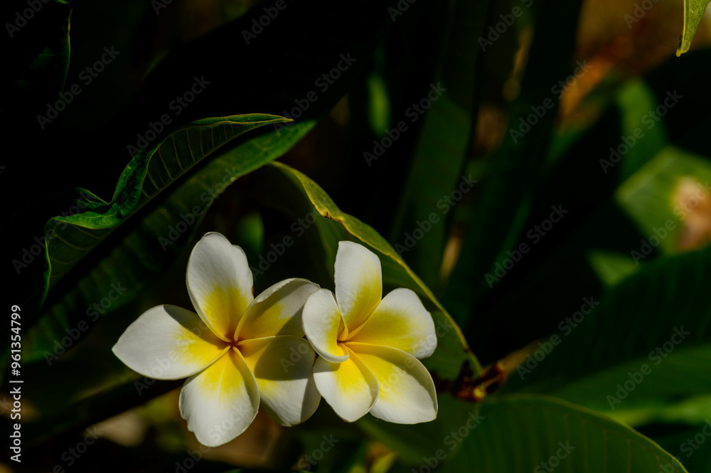 Fototapeta premium Plumeria flower. yellow and white frangipani tropical flora, plumeria blossom blooming on tree.