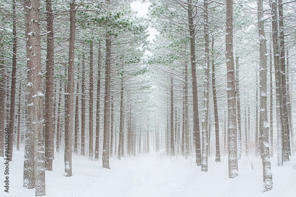 winter snow dusted pine forest at wellness retreat winter snow dusted pine forest at wellness retreat