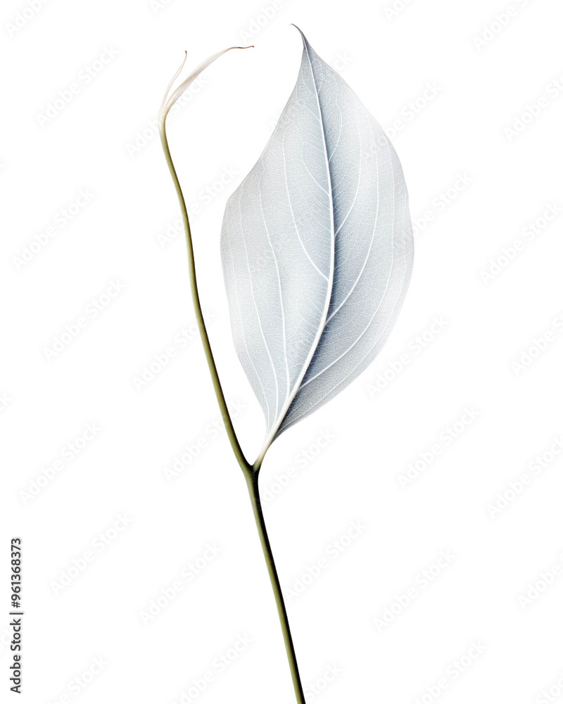 Minimalistic close-up of a single delicate white leaf on a thin stem against a clean background. Perfect for botanical and nature-themed projects. Minimalistic close-up of a single delicate white leaf on a thin stem against a clean background. Perfect for botanical and nature-themed projects.