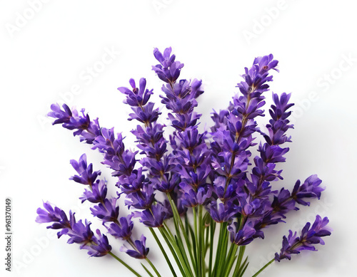 lavender flowers on a white background.