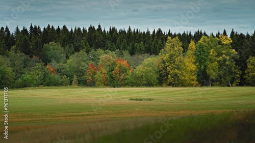 A small flock of cranes flies gracefully above the green meadow and colourful autumn forest. photo