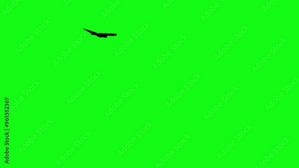 Flitter-mouse Silhouette fly on green screen animation, Halloween element Flitter-mouse Silhouette fly on green screen animation, Halloween element
