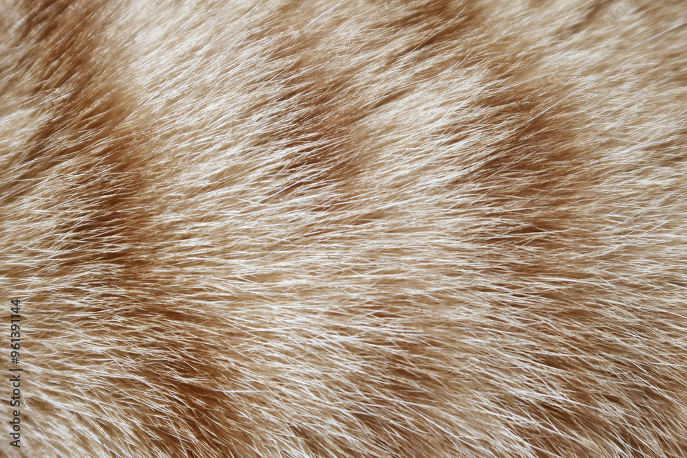 Orange tabby cat skin for background. The hair of a kitten. Longhair cat. Red fluffy cat. hair texture background. Orange tabby cat skin for background. The hair of a kitten. Longhair cat. Red fluffy cat. hair texture background.