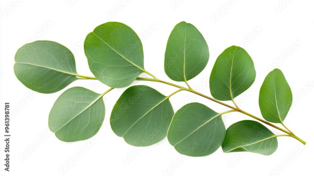 Fototapeta premium Green Eucalyptus Leaves Branch Isolated on White Background