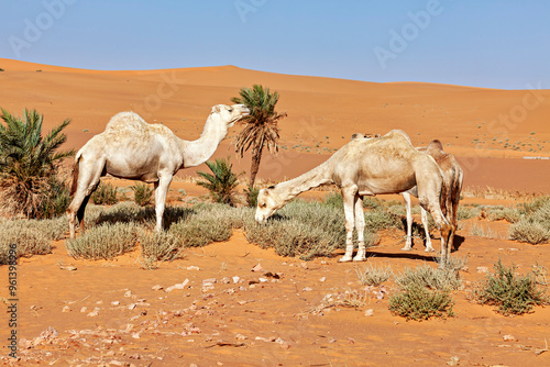 Camels in the sahara desert