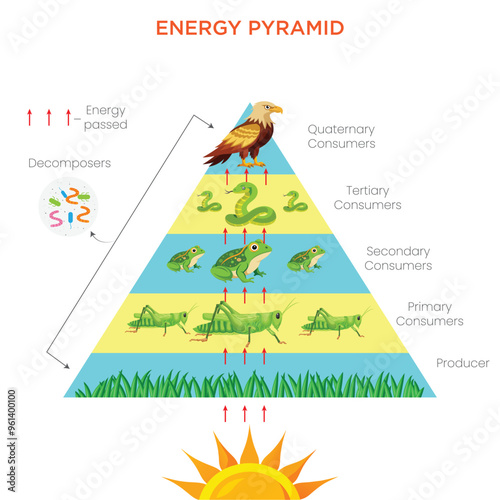 Understanding the Energy Pyramid Flow of Energy in an Ecosystem