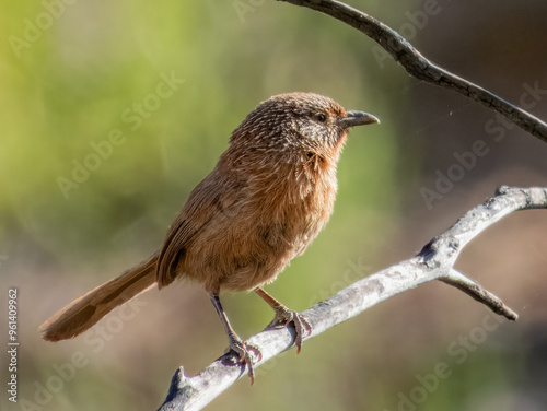 Dusky Grasswren - Amytornis purnelli in Australia photo