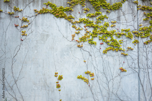 Ivy with yellow green red bright leaves covering the light gray concrete wall with complex pattern of ivy trunks creeping up the wall, Abstract floral background