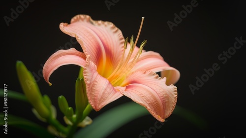  A pink flower with green stems in sharp focus against a black backdrop, isolated with just one bloom in the foreground photo