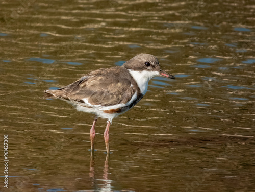 Red-kneed Dotterel - Erythrogonys cinctus in Australia photo