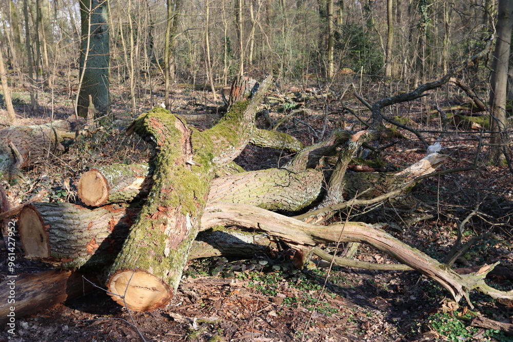 Felled tree in the municipal forest Felled tree in the municipal forest